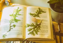Sebuah buku terbuka dengan paku-paku yang dipres dan kristal di atas rak kayu yang cerah dengan tanaman.